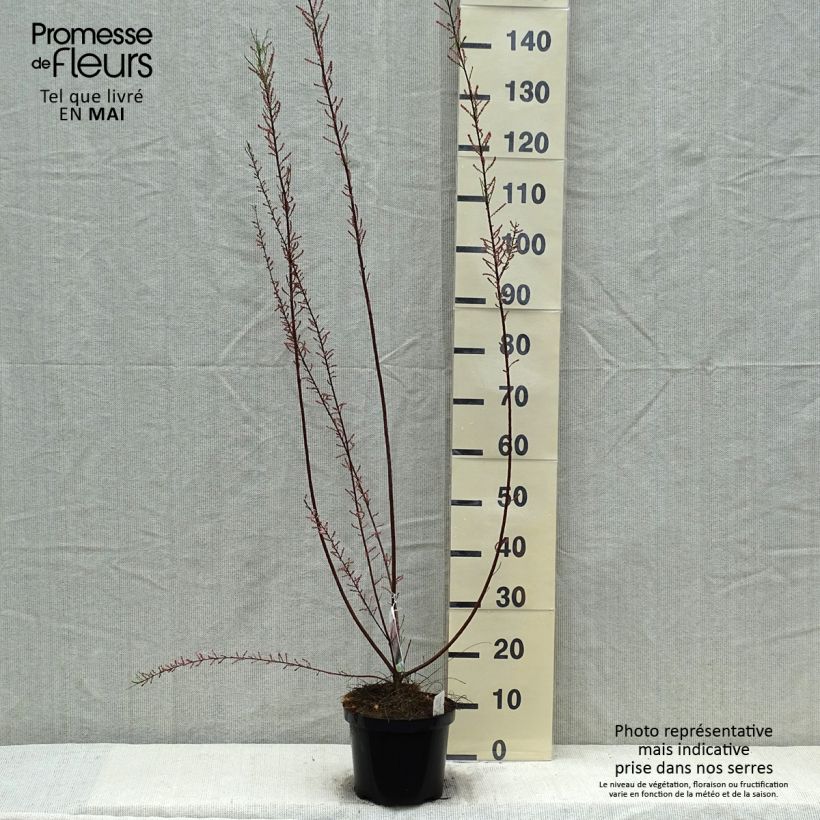 Spécimen de Tamarix parviflora - Tamaris de printemps Pot de 3/4L tel que livré au printemps