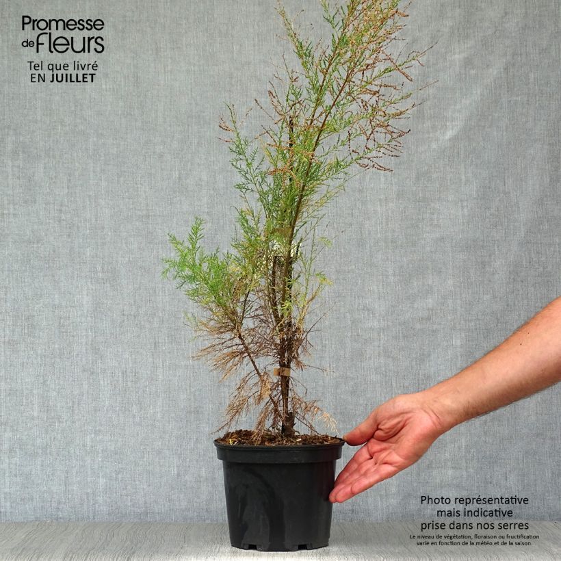 Spécimen de Tamarix ramosissima Pink Cascade Pot de 2L/3L tel que livré en été