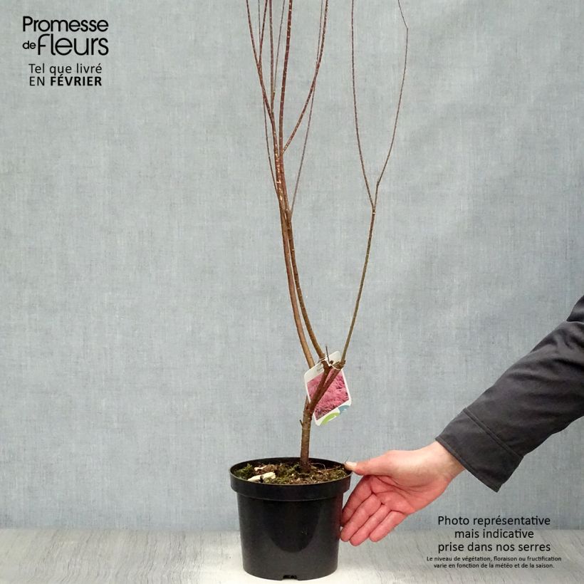 Spécimen de Tamarix tetrandra - Tamaris de printemps tel que livré en hiver