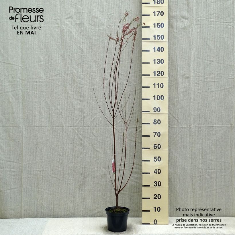 Spécimen de Tamarix tetrandra - Tamaris de printemps Pot de 3L/4L tel que livré au printemps