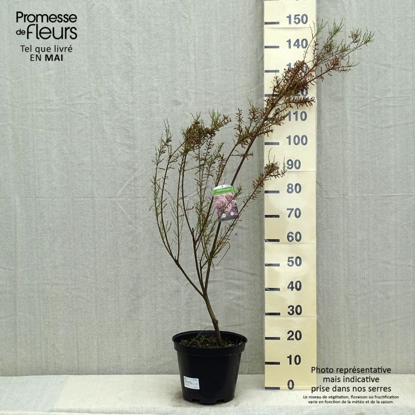 Spécimen de Tamarix tetrandra - Tamaris de printemps en pot de 7,5L/10L tel que livré au printemps