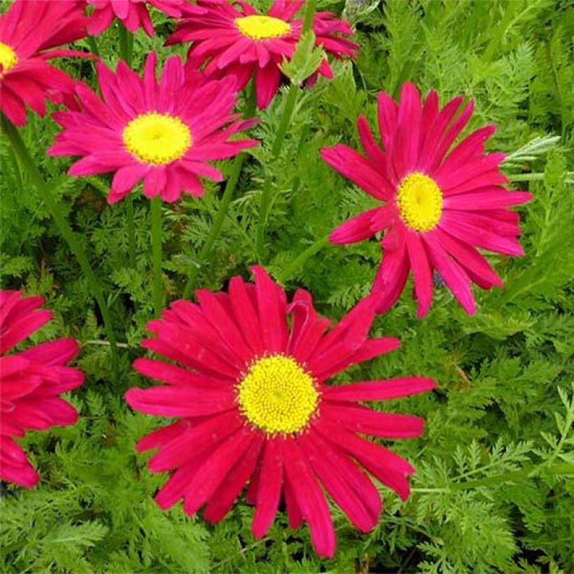 Pyrèthre Robinson's Red - Tanacetum coccineum (Floraison)