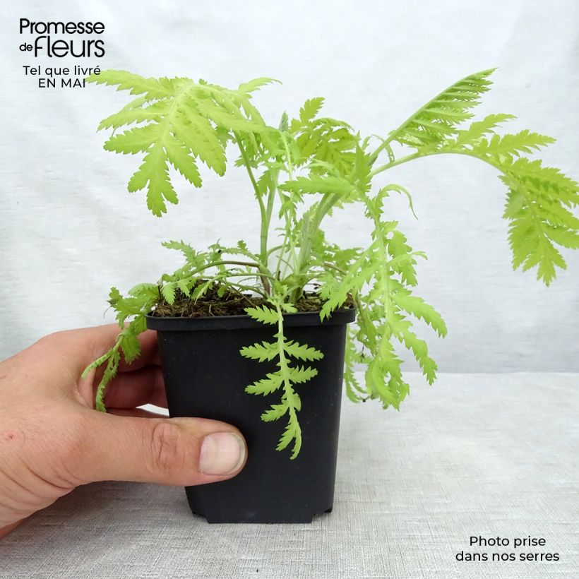Spécimen de Tanacetum vulgare Isla Gold - Tanaisie dorée Godet de 9cm tel que livré au printemps