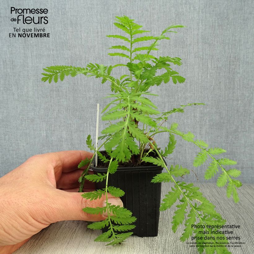 Spécimen de Tanaisie - Tanacetum vulgare Godet de 8/9 cm tel que livré en automne
