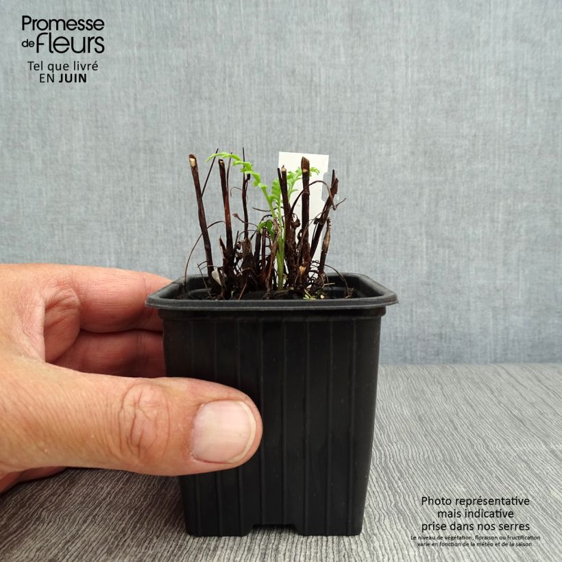 Spécimen de Tanaisie - Tanacetum vulgare Godet de 8/9 cm tel que livré en été