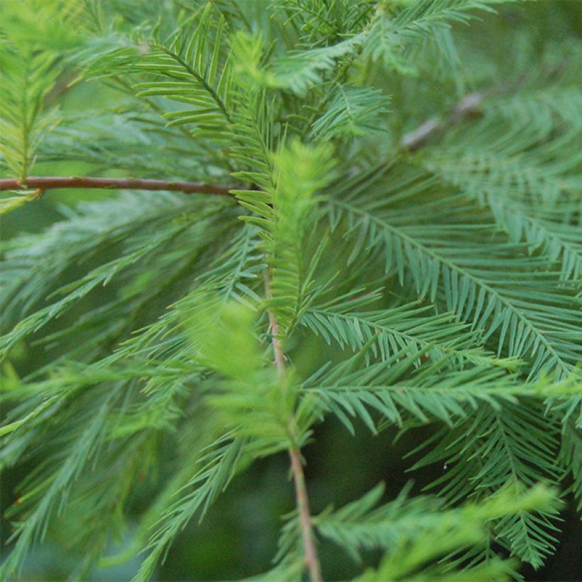 Taxodium distichum - Cyprès chauve (Feuillage)