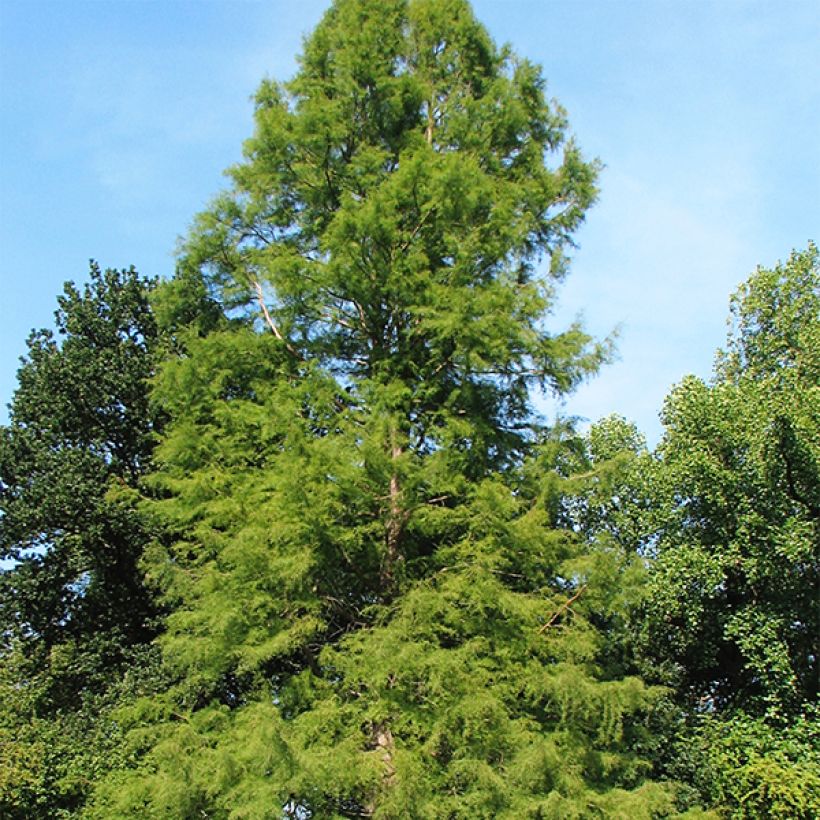 Taxodium distichum - Cyprès chauve (Port)