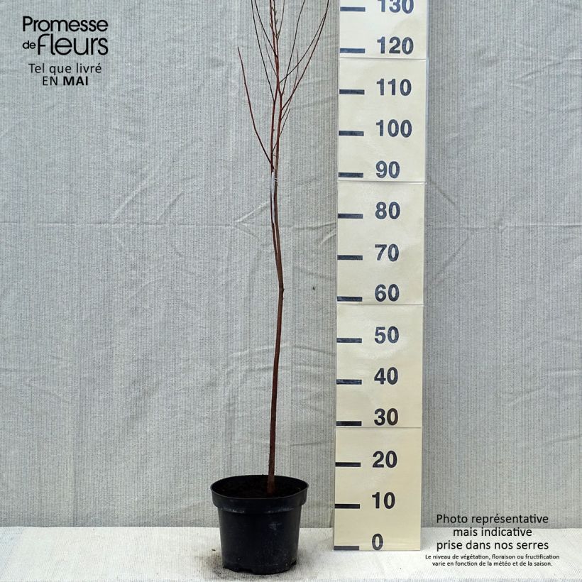 Spécimen de Taxodium distichum - Cyprès chauve en pot de 3L/4L tel que livré au printemps