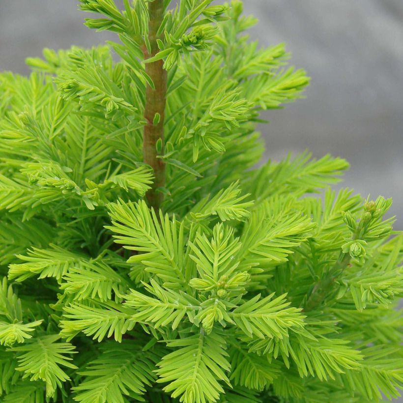 Taxodium distichum Pevé Minaret - Cyprès chauve (Feuillage)