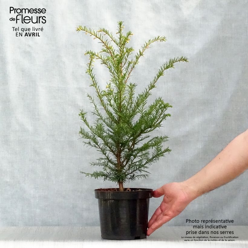 Spécimen de Taxus baccata - If commun Pot de 2L/3LHauteur livrée env. 20/30cm tel que livré au printemps