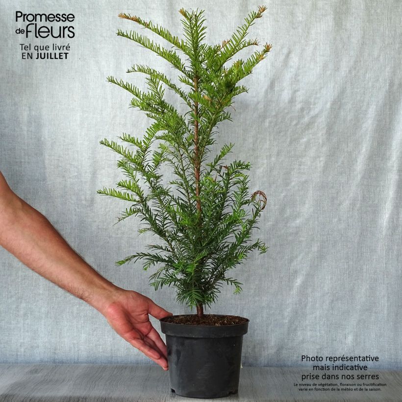 Spécimen de Taxus baccata - If commun Pot de 4L/5L tel que livré en été