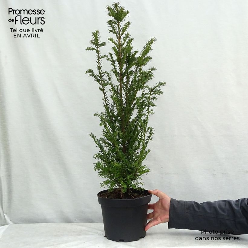 Spécimen de Taxus baccata - If commun Pot de 4L/5LHauteur livrée env. 40/50cm tel que livré au printemps