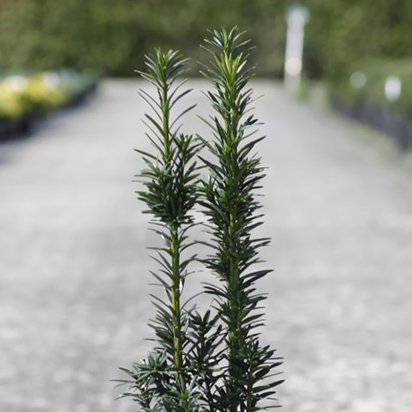 If commun - Taxus baccata fastigiata Black Tower (Feuillage)