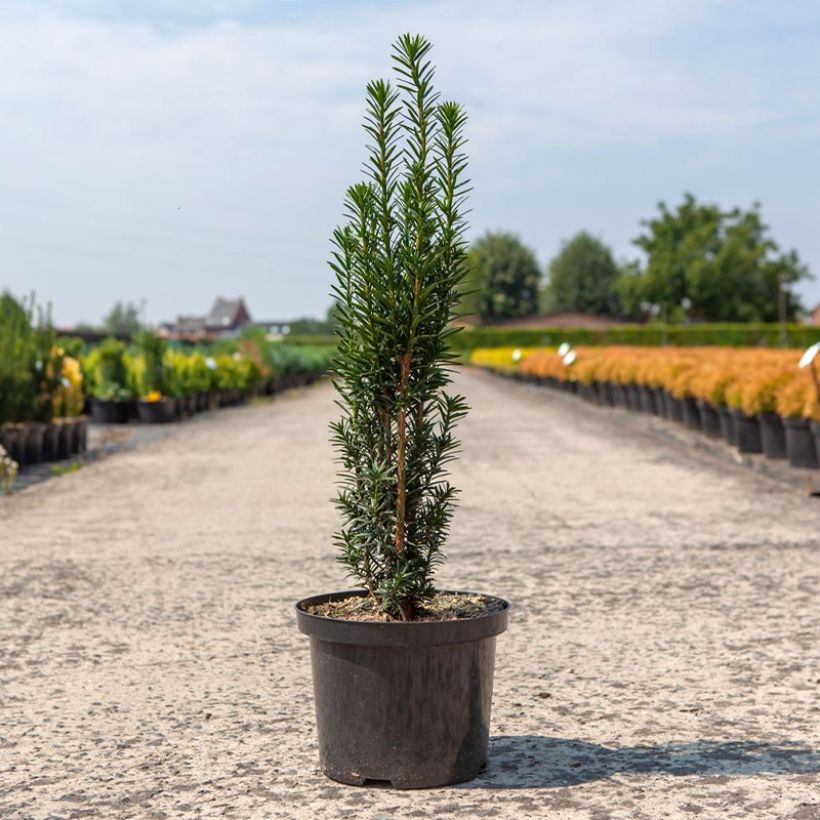 If commun - Taxus baccata fastigiata Black Tower (Port)