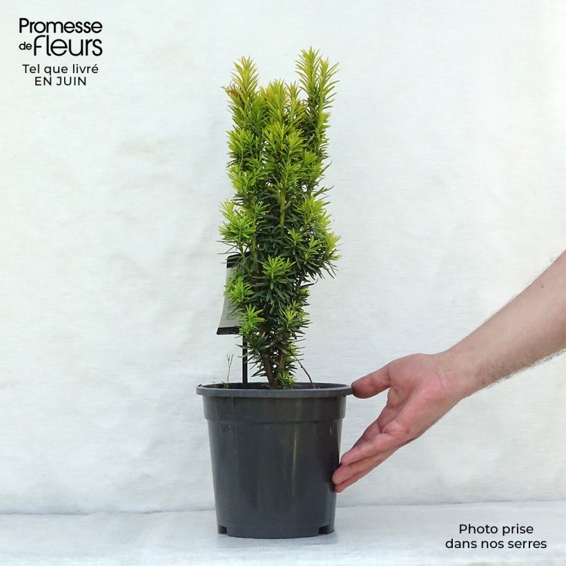 Spécimen de Taxus baccata David - If colonnaire panaché Pot de 2L/3L tel que livré en été