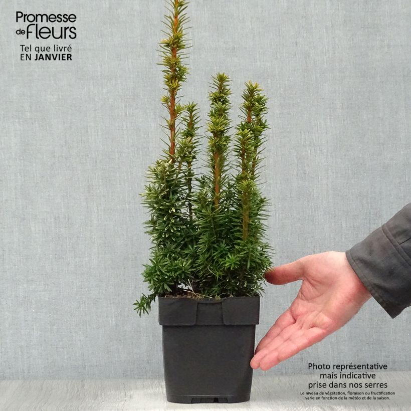 Spécimen de Taxus baccata David - If colonnaire panaché tel que livré en hiver