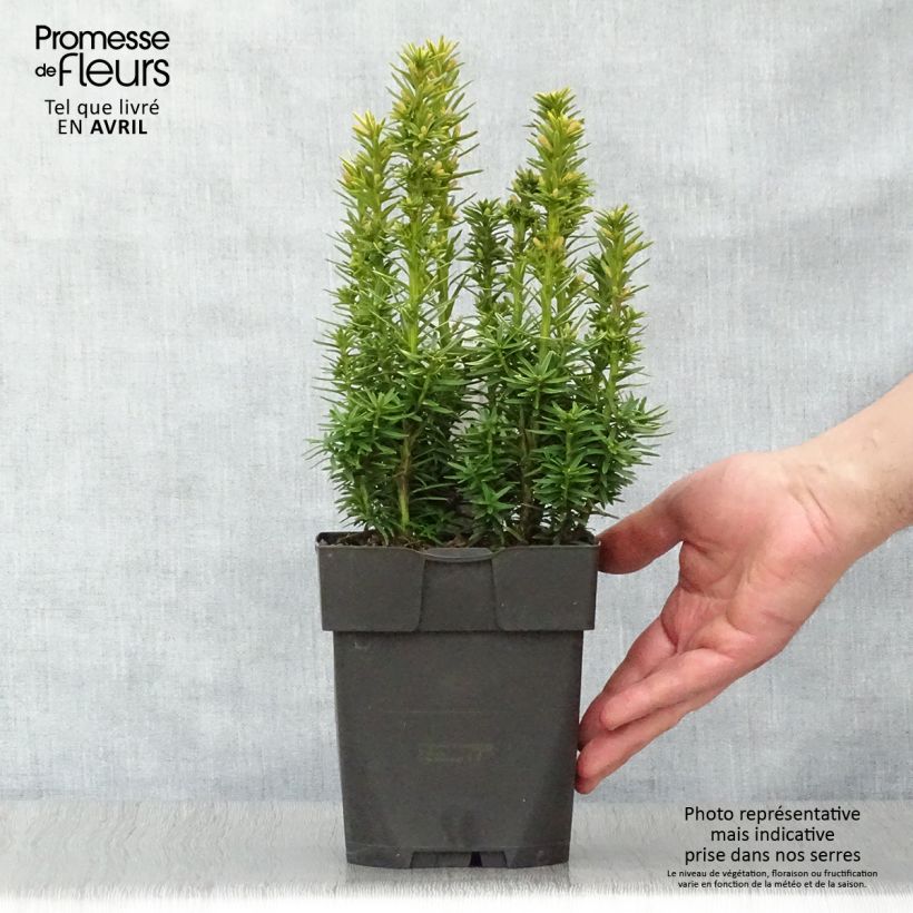 Spécimen de Taxus baccata David - If colonnaire panaché Pot de 2/3L tel que livré au printemps