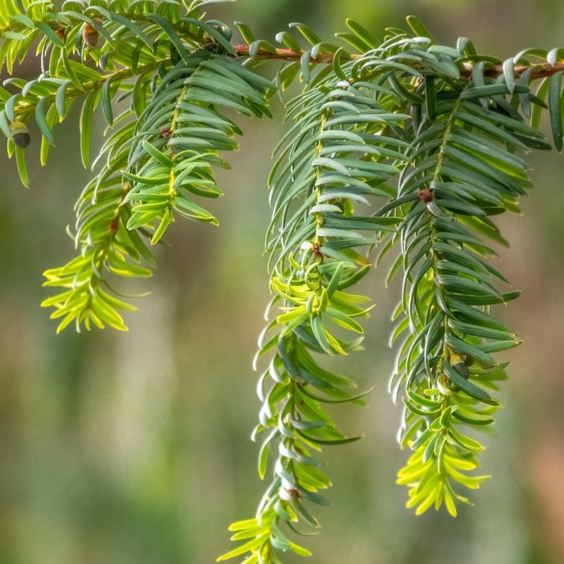 Taxus baccata Dovastoniana - If commun  (Feuillage)