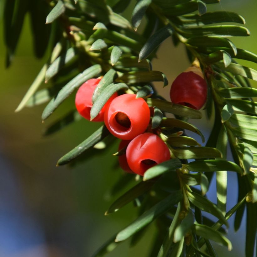 Taxus baccata Dovastoniana - If commun  (Récolte)