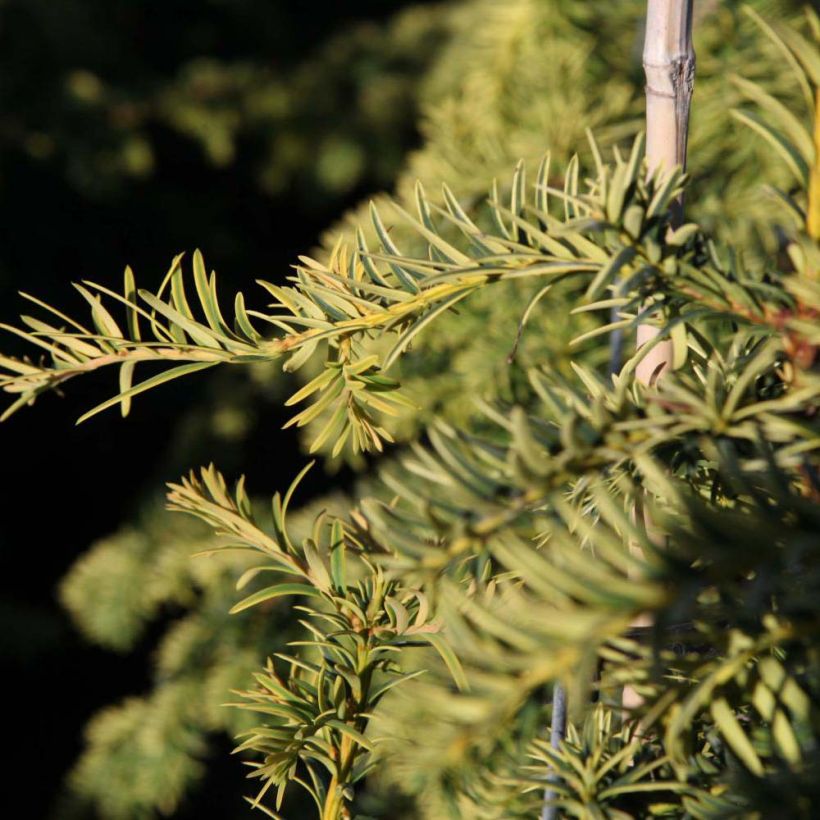 Taxus baccata Dovastonii Aurea - If doré (Feuillage)