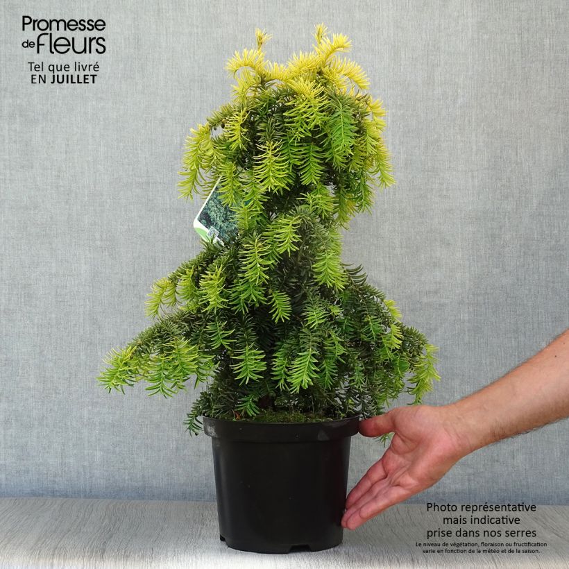 Spécimen de Taxus baccata Dovastonii Aurea - If doré Pot de 2L/3L tel que livré en été