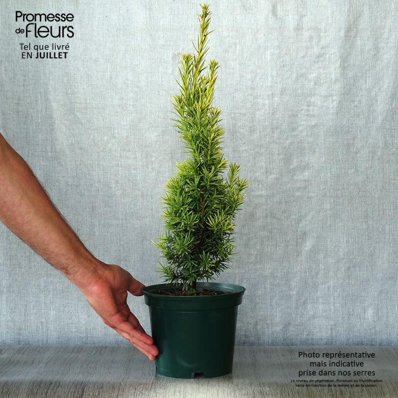 Spécimen de Taxus baccata Fastigiata Aurea - If commun doré Pot de 2L/3L tel que livré en été