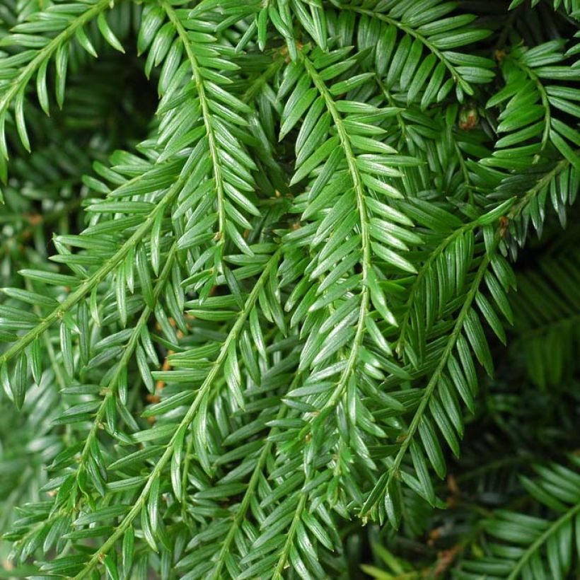 Taxus baccata Fastigiata Robusta - If commun fastigié (Feuillage)