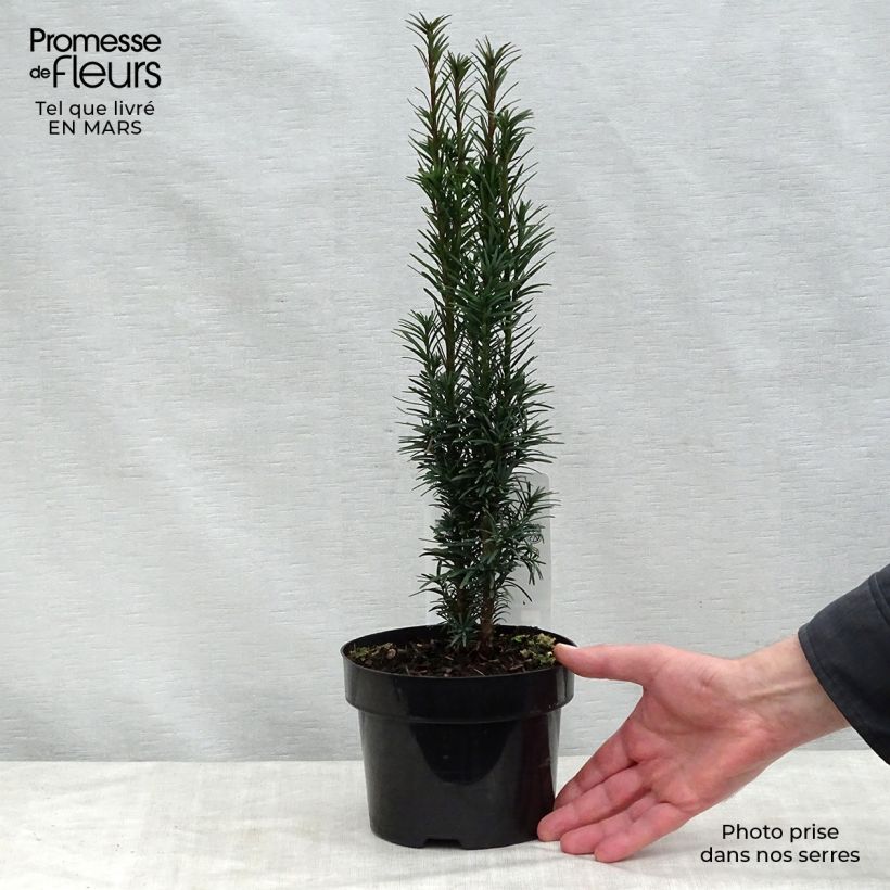 Spécimen de Taxus baccata Fastigiata Robusta - If commun fastigié en pot de 2/3L tel que livré au printemps