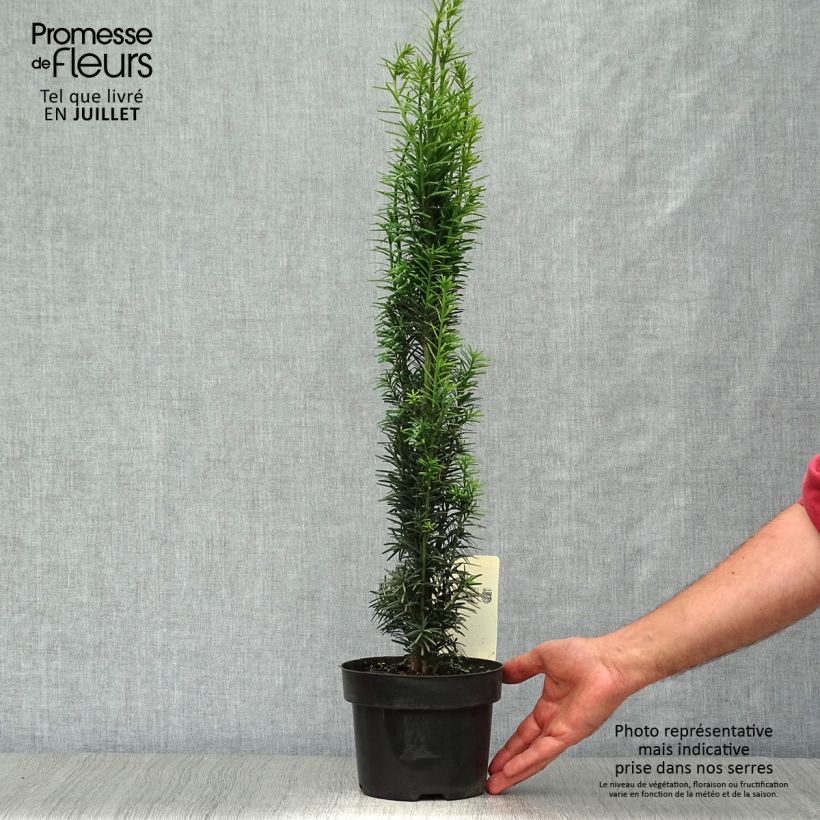 Spécimen de Taxus baccata Fastigiata Robusta - If commun fastigié Pot de 2L/3L tel que livré en été