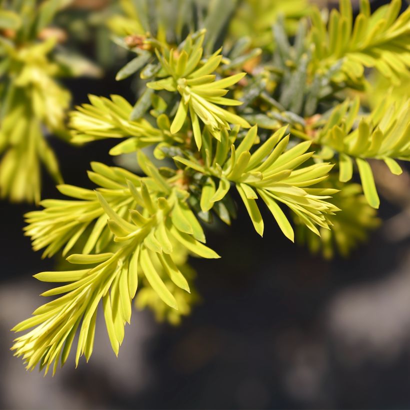 If commun - Taxus baccata Kupfergold (Feuillage)