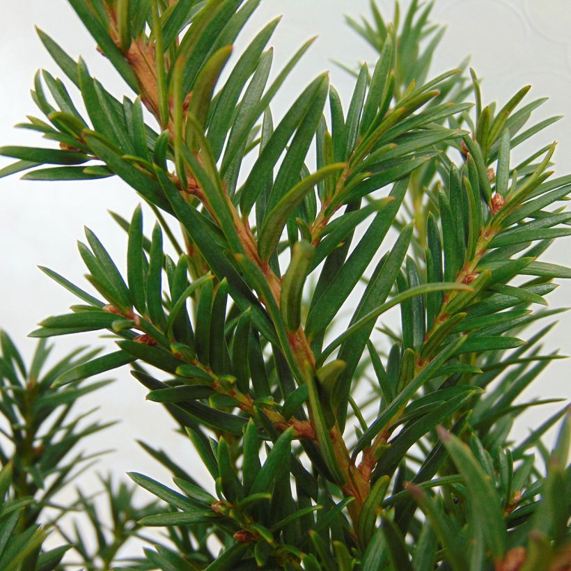 Taxus baccata Repandens - If commun (Feuillage)