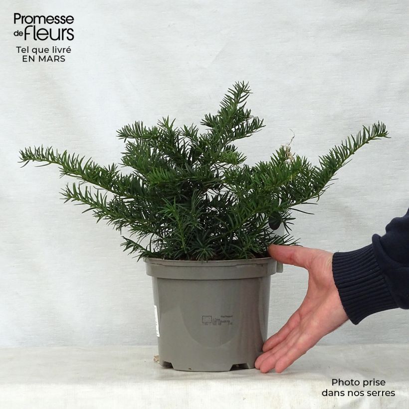 Spécimen de Taxus baccata Repandens - If commun Pot de 2L/3L tel que livré au printemps