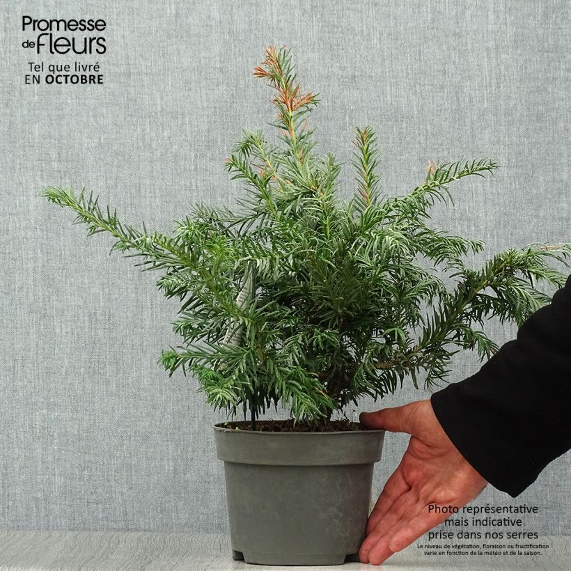 Spécimen de Taxus baccata Repandens - If commun tel que livré en automne