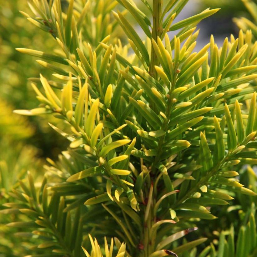 Taxus baccata Semperaurea - If commun doré. (Feuillage)