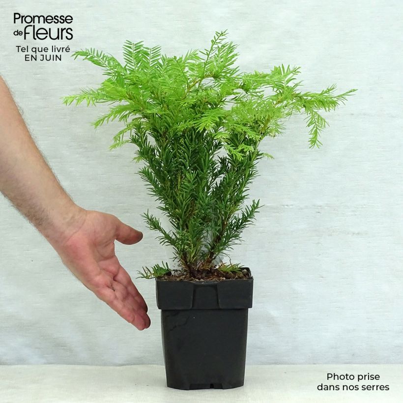 Spécimen de Taxus baccata Semperaurea - If commun doré. Pot de 2L/3L tel que livré en été
