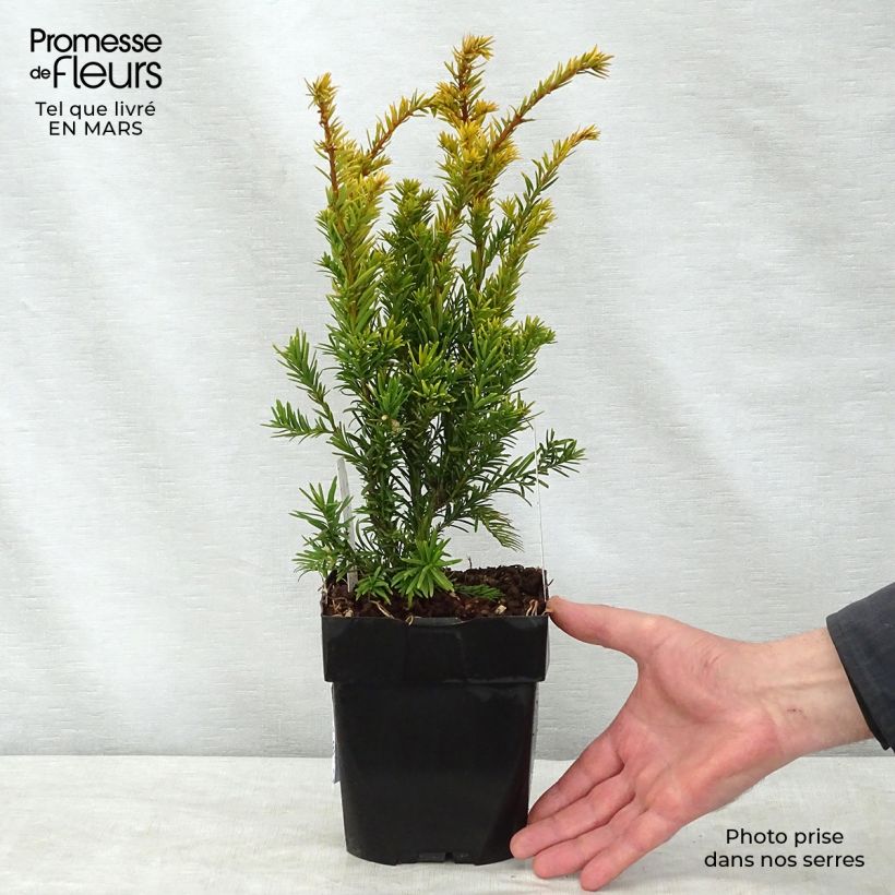 Spécimen de Taxus baccata Semperaurea - If commun doré. Pot de 2L/3L tel que livré au printemps