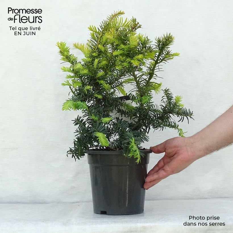 Spécimen de Taxus baccata Summergold - If commun doré Pot de 2L/3L tel que livré en été