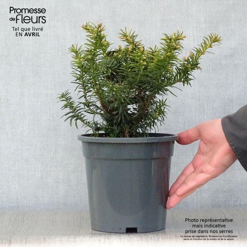 Spécimen de Taxus baccata Summergold - If commun doré Pot de 2L tel que livré au printemps