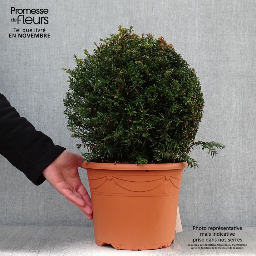 Spécimen de Taxus baccata formé en boule - Topiaire d'if Pot de 7,5L/10L, Boule tel que livré en automne
