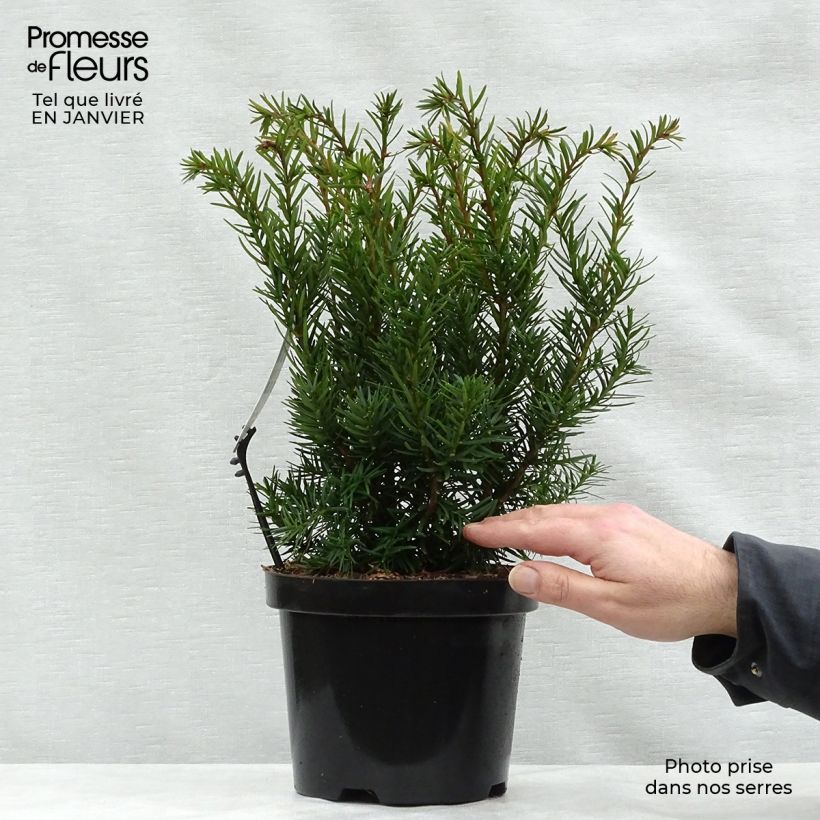 Spécimen de Taxus media Densiformis - If hybride tel que livré en hiver