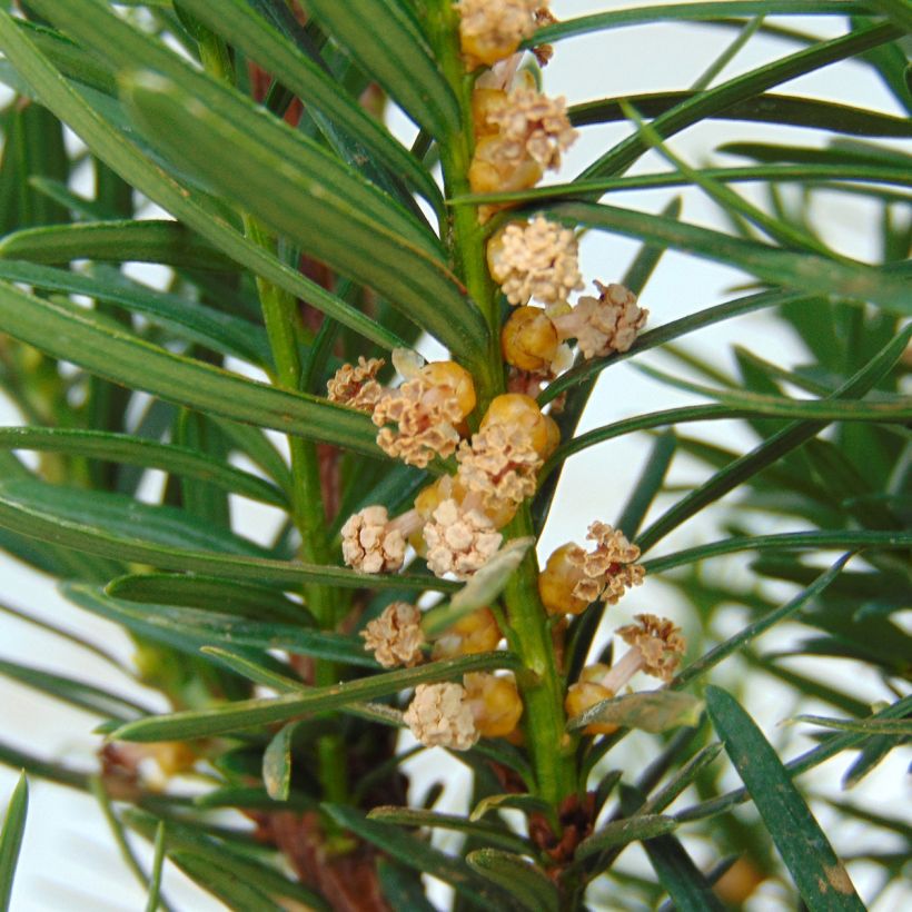 Taxus media Densiformis - If hybride (Floraison)