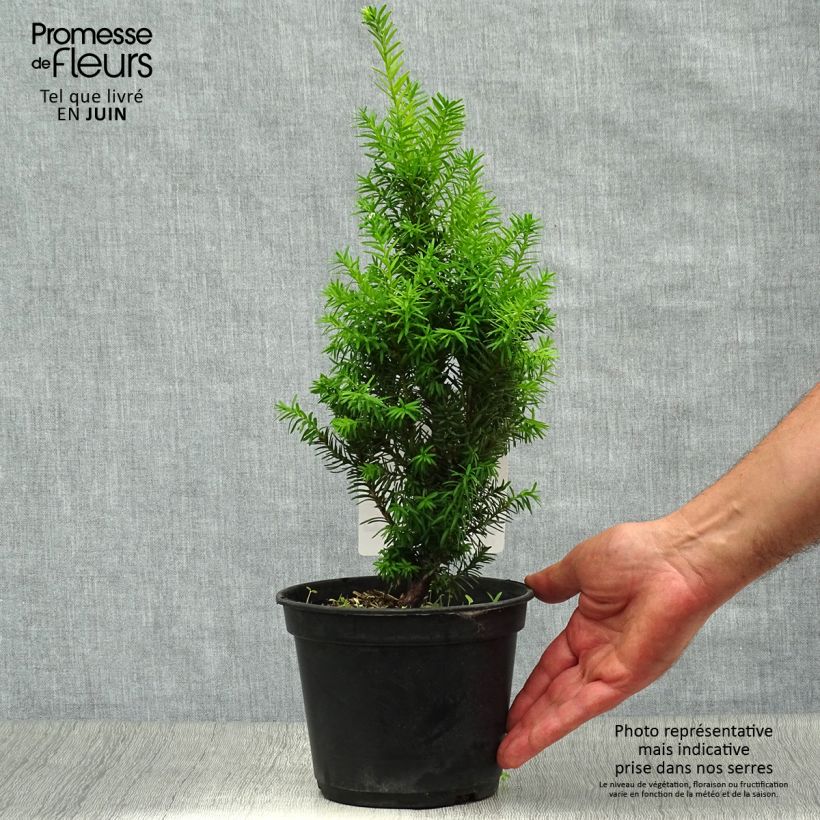 Spécimen de Taxus media Densiformis - If hybride Pot de 2L/3L tel que livré en été
