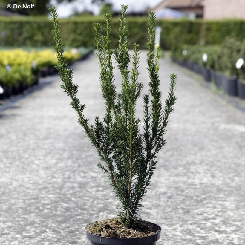 Taxus media Hillii - If hybride (Port)