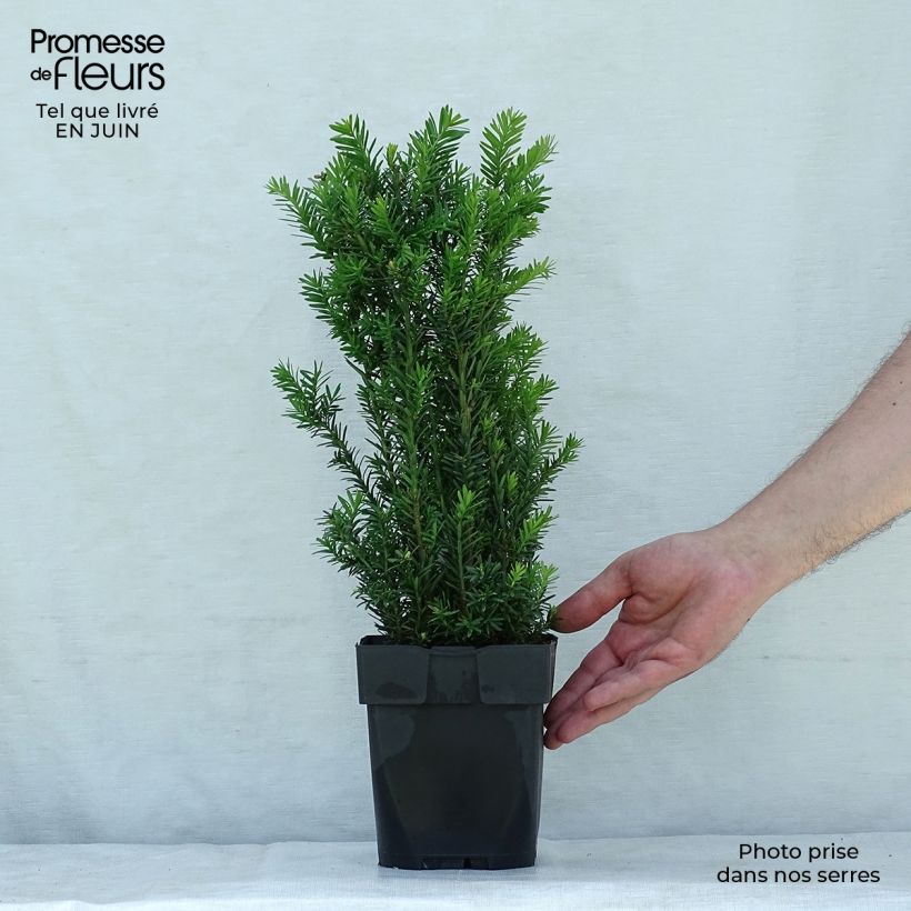 Spécimen de Taxus media Hillii - If hybride Pot de 2L/3L tel que livré en été