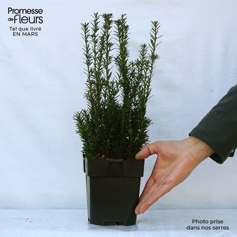 Spécimen de Taxus media Hillii - If hybride Pot de 2L/3L tel que livré au printemps