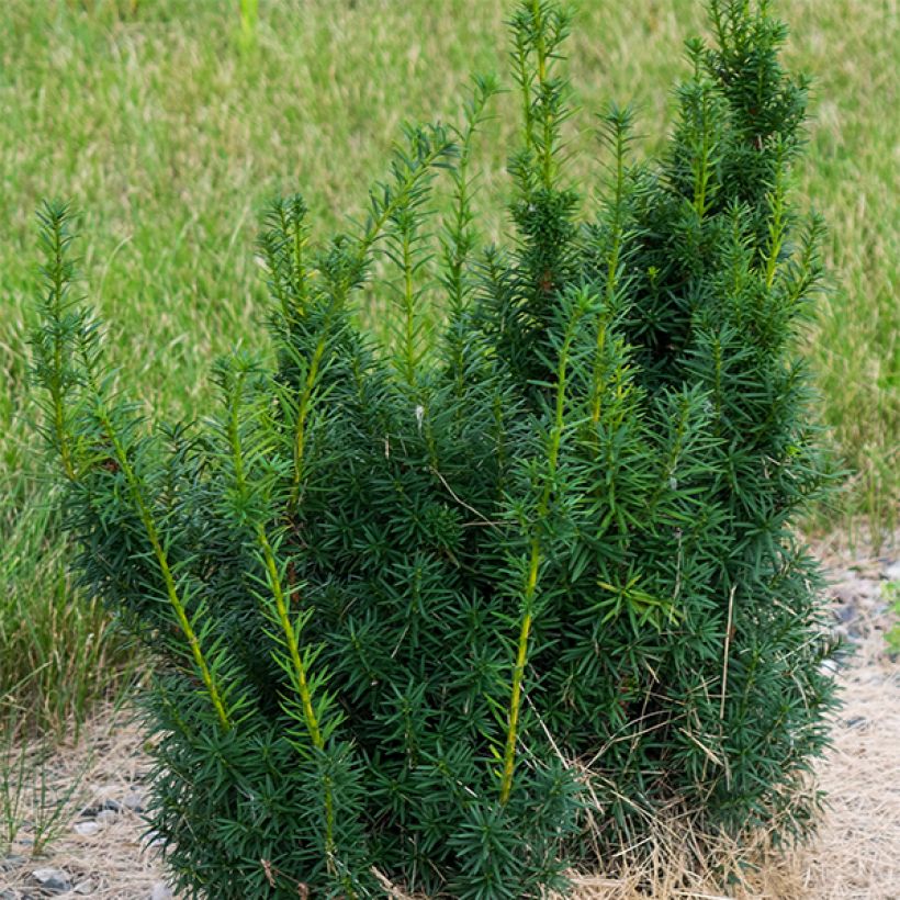 Taxus x media Hicksii - If hybride (Port)