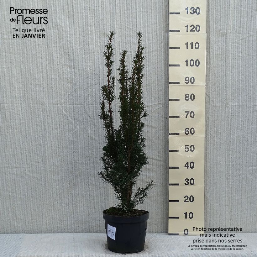 Spécimen de Taxus x media Hicksii - If hybride tel que livré en hiver