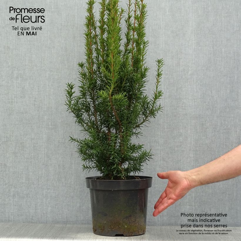Spécimen de Taxus x media Hicksii - If hybride Pot de 7,5L/10L tel que livré au printemps
