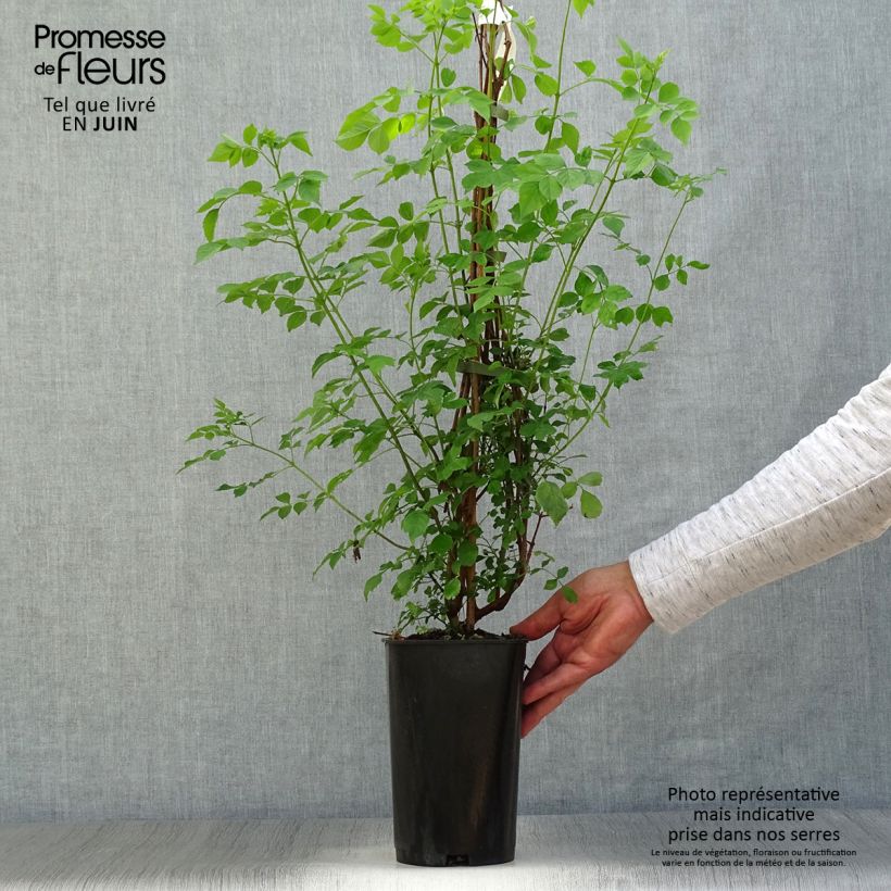 Spécimen de Tecomaria (Tecoma) capensis - Chèvrefeuille du Cap Pot de 2L/3L tel que livré en été