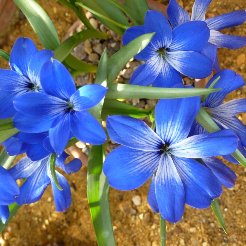 Tecophilaea cyanocrocus - Crocus bleu du Chili (Floraison)